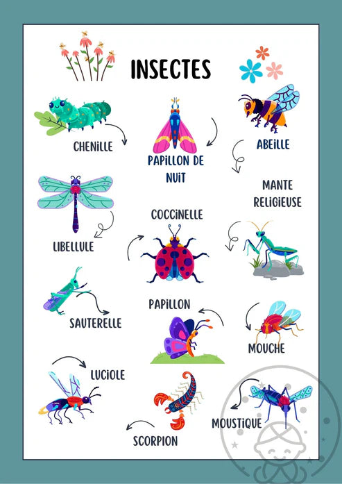 Imagier des Insectes 🦋🐜